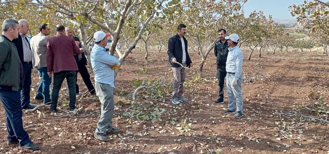 "MODERN AGRICULTURAL TECHNIQUES IN PISTACHIO GROWING" TRAINING GIVEN IN SİİRT