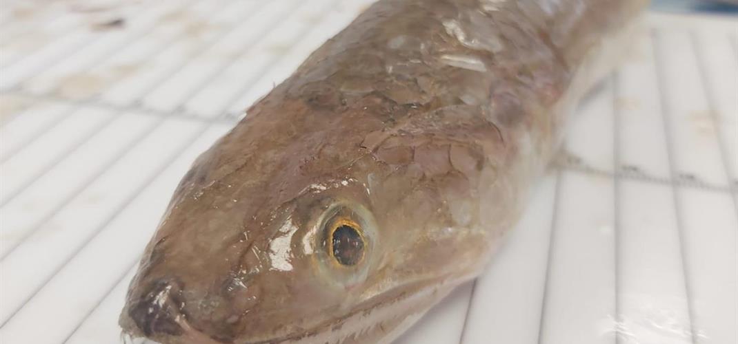 Ticari Öncelikli Türlerin Biyolojik Veri Toplama Faaliyeti Tamamlandı