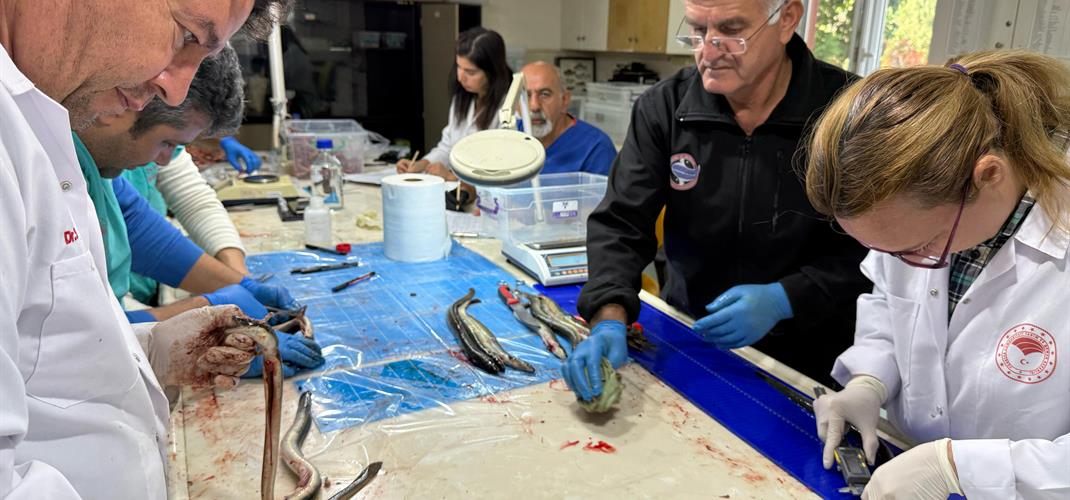 Yılan Balığı Çalışıyoruz…