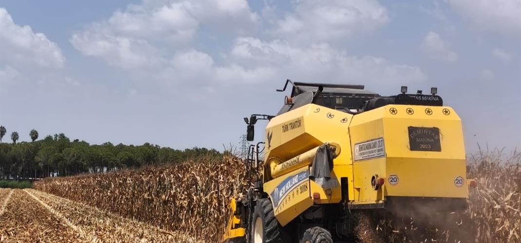 Enstitümüzde Mısır Hasadı