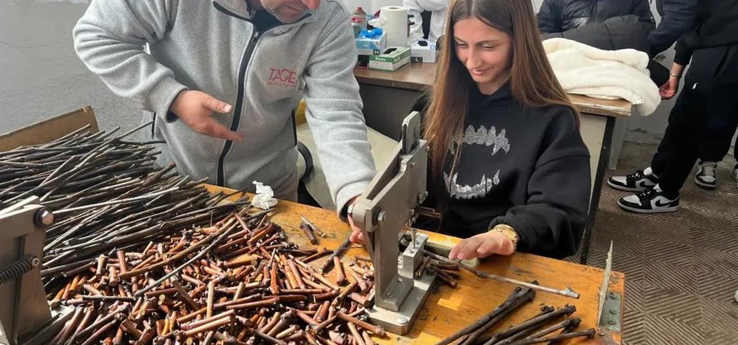 ÖĞRENCİLERE YÖNELİK BAĞDA AŞI YAPMA VE FİDAN ÜRETİM TEKNİĞİ EĞİTİMİ 