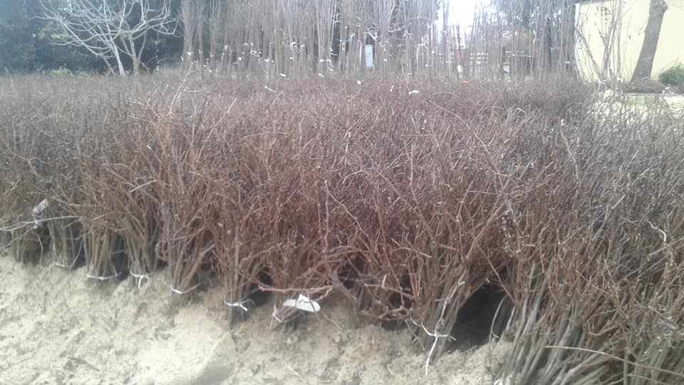 Yeni Sezon (2026) Asma Fidanı Satışları 13 Ocak 2026 tarihinde başlıyor