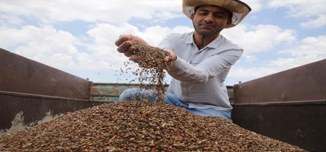 Mardin Ovası'nda deneme amaçlı ekimi yapılan karabuğday hasat edildi