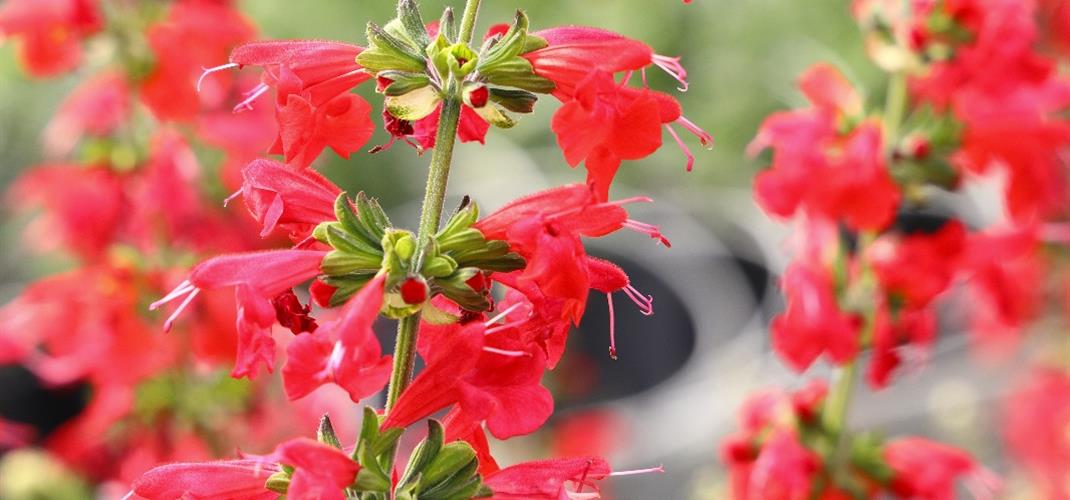Yeni Süs Ada Çayı Çeşidimiz ALKIZ Tescillendi.