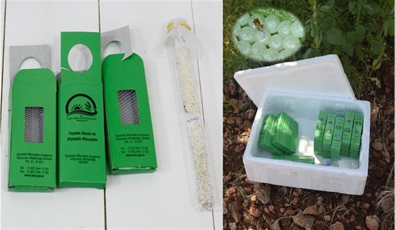 Beneficial Insect Release in Vineyards in Ömerli county (Mardin), May 2020