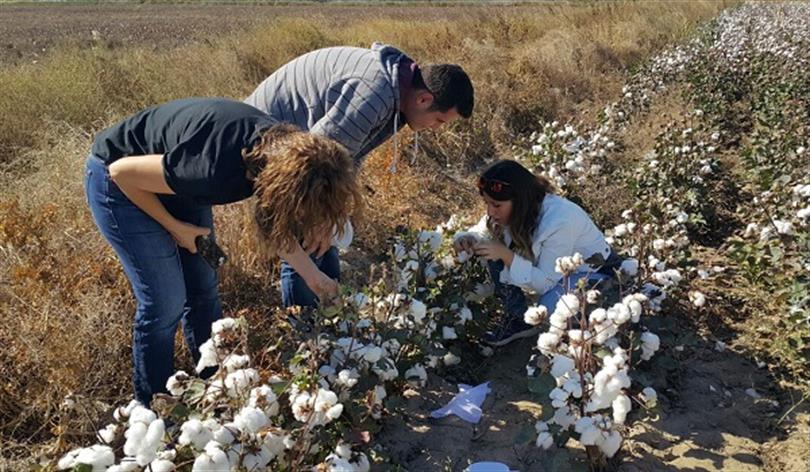 Biological Control Against Cotton Mealybug