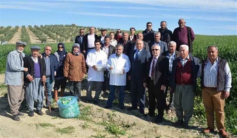  Sunn pest egg parasitoids have been released.