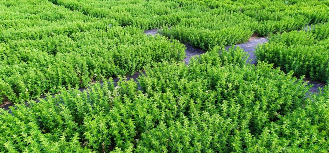 İstanbul Kekiği Yaygınlaştırma Projesi 