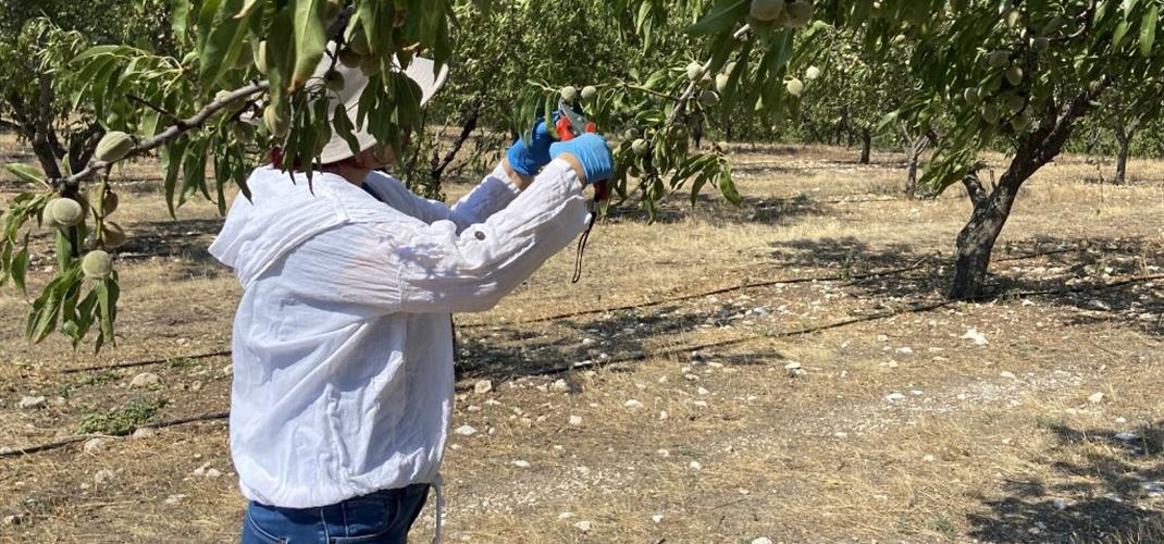 Xylella yaprak yanıklığı hastalık etmeni ve vektörleri konusunda farkındalık çalışmalarına devam ediliyor.