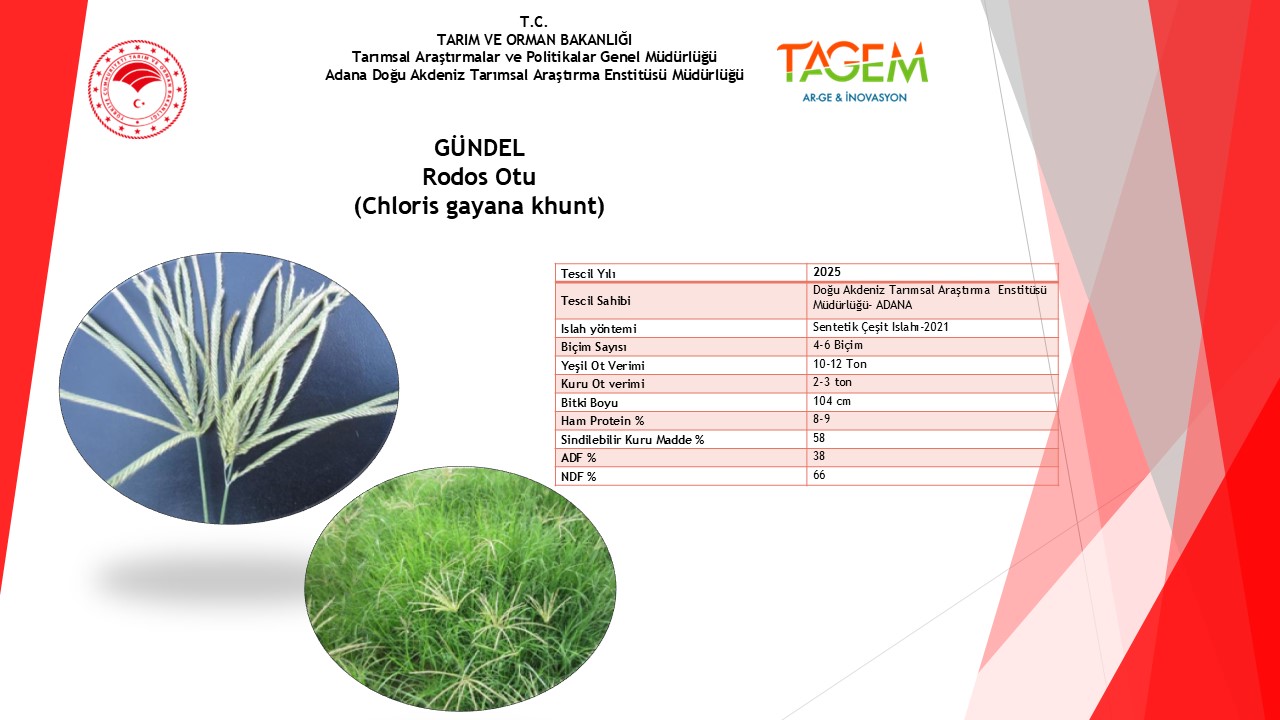 RODOS OYU 02.07.pptx