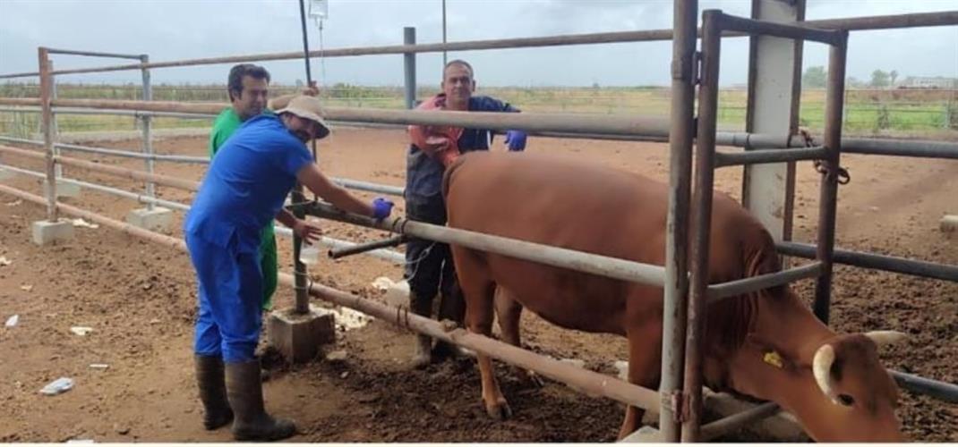 TAGEM–TİGEM–Kafkas Üniversitesi İş Birliğiyle Beefmaster Üretiminde Önemli Adım