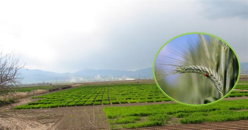 East Mediterranean Transitional Zone Agricultural Research of Institute