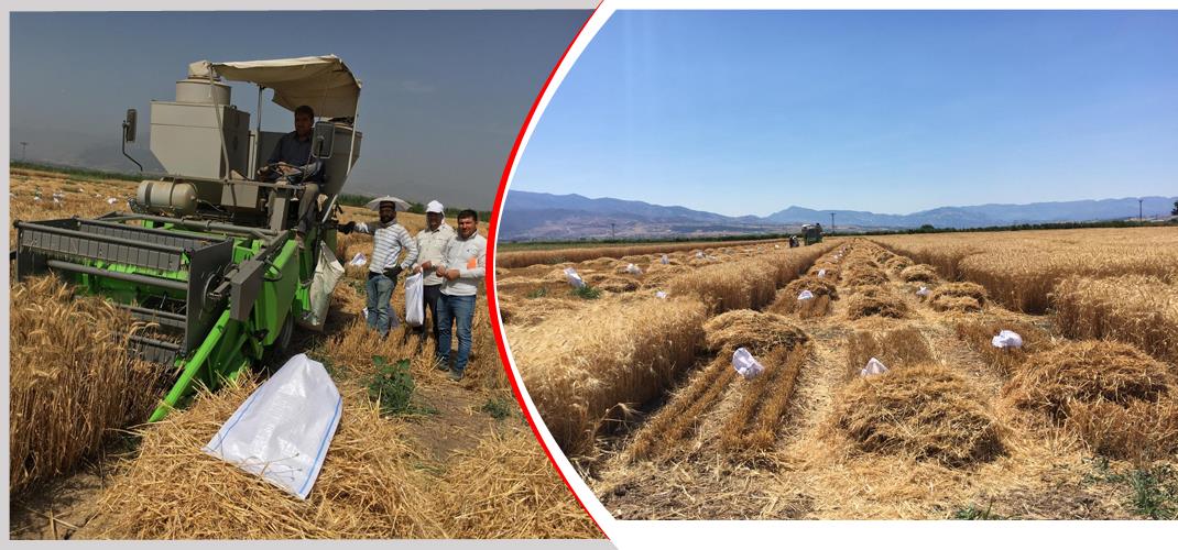 “Güneydoğu Geçit Bölgesi Ekmeklik Buğday Islah Projesi” kapsamında ürün hasadı başladı