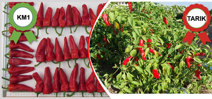 2026 yılında iki yeni kırmızıbiber çeşidimiz daha tescillendi…