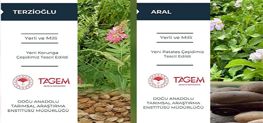 YENİ TESCİLLİ ÇEŞİTLERİMİZ '' TERZİOĞLU ve ARAL '' 