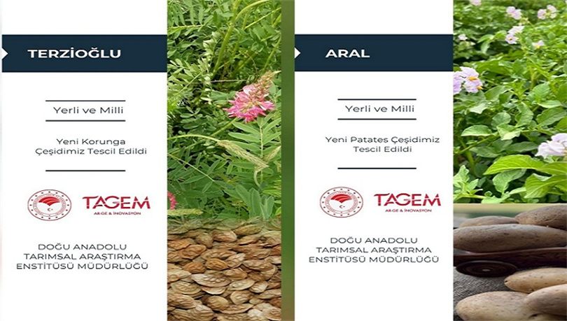 YENİ TESCİLLİ ÇEŞİTLERİMİZ '' TERZİOĞLU ve ARAL '' 
