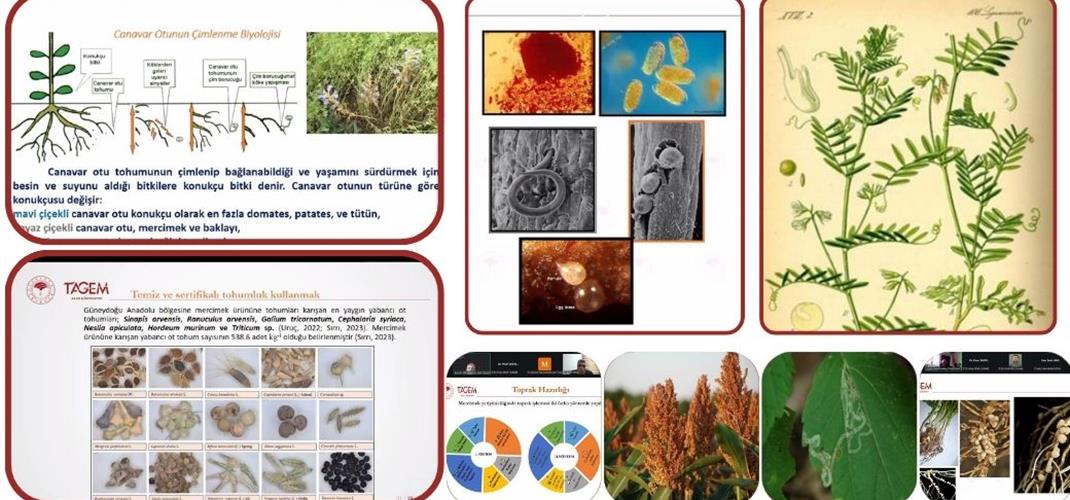 2026 Yılı Nohut/Mercimek ve Yem Bitkilerinde Entegre Mücadele Eğitimi