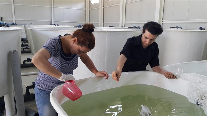 Production and fisheries research continued in Production Unit in R & D Center and of Elazığ Fisheries Research Institute