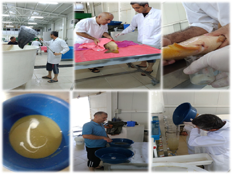 The first fish stripping carried out in Production Unit of R & D Facility