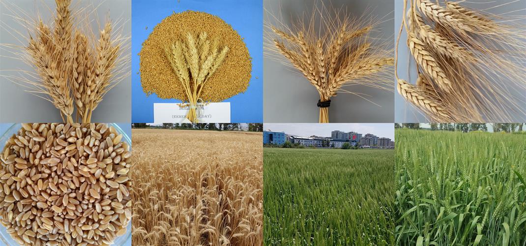 ​Buğday Çeşitlerimizin Performansları  Basında Yer Aldı