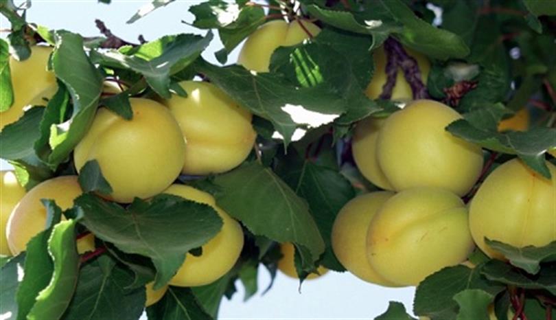 Apricot Research Institute