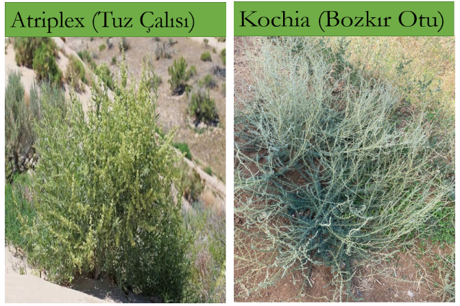 kurakçıl bitki.PNG