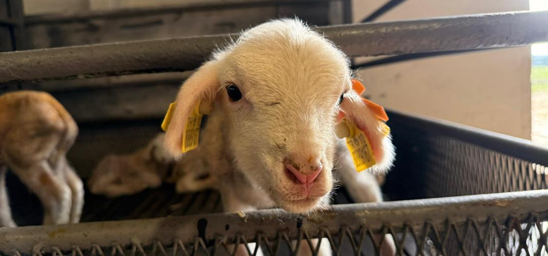 Bereketli doğum sezonumuz başladı