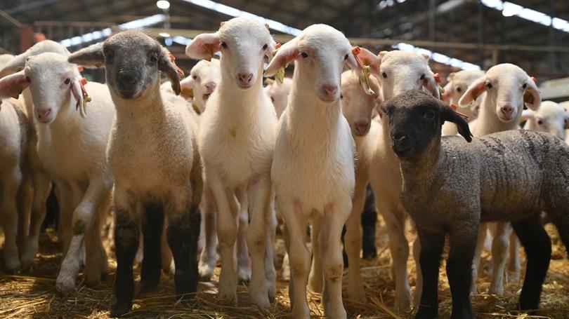 Doğum sezonumuz tüm heyecanıyla devam ediyor