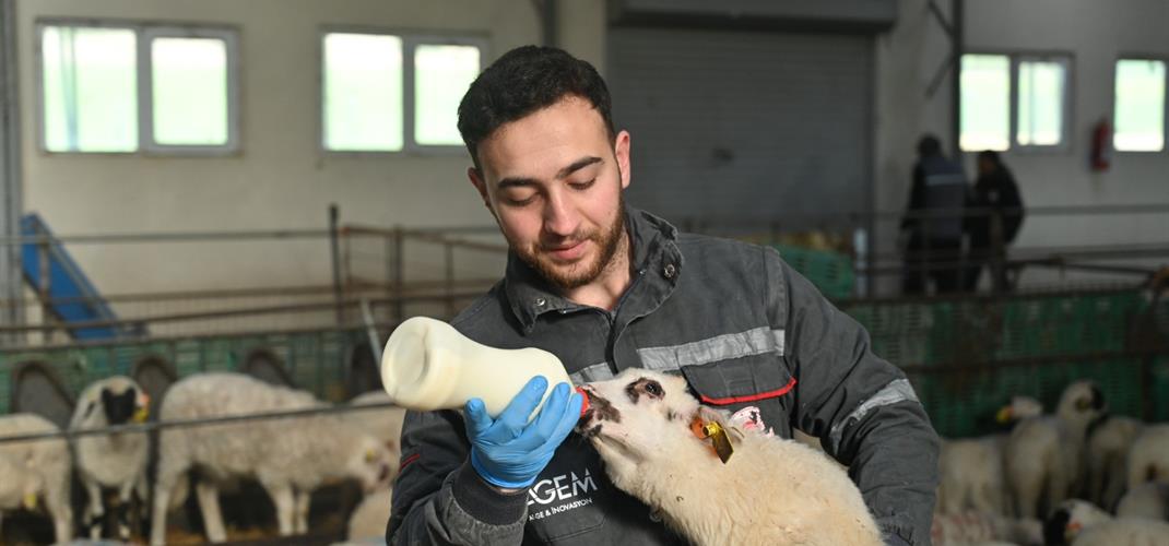 Bandırma Koyunculuk Araştırma Enstitüsü'nde Bir Gün