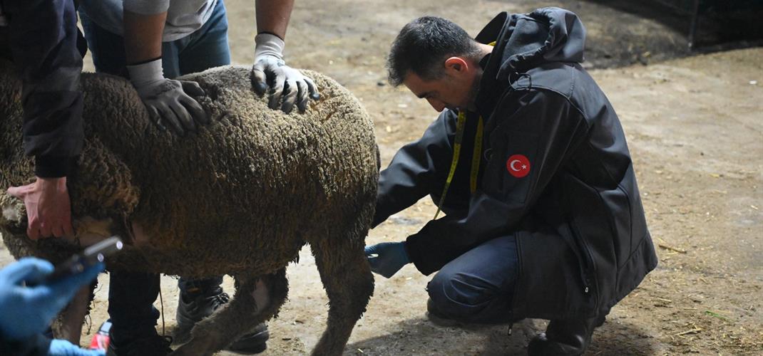Ülkesel Merinos Geliştirme Projesi Çalışmaları Devam Etmektedir