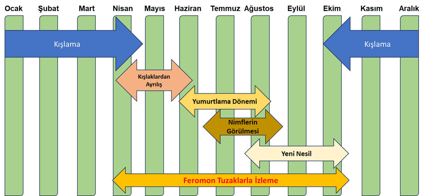 tütkiyede yaşam.png