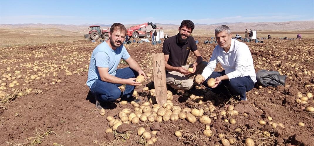 NAHİTA çeşidimizin ön elit ve elit kademe tohumluk patates hasadını gerçekleştirdik