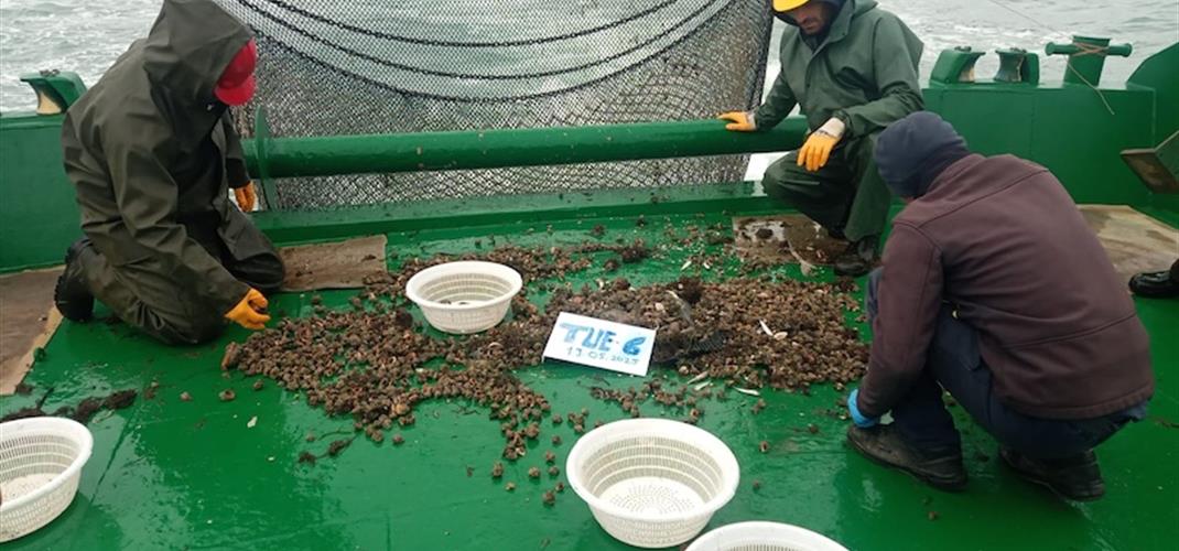 Monitoring Rapa Whelk Stocks in the Eastern Black Sea: FAO-GFCM Supported Research Continues