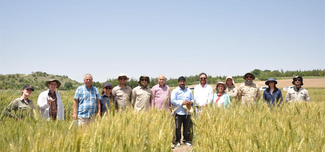 TAGEM'e bağlı Araştırma Enstitülerinde yürütülen Uluslararası Kışlık Buğday Geliştirme Programı