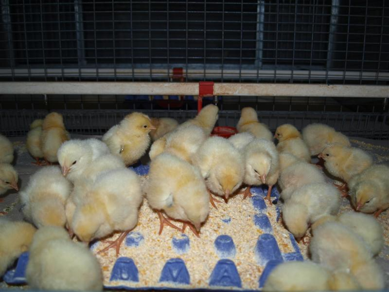 Купить цыплят в воронежской области