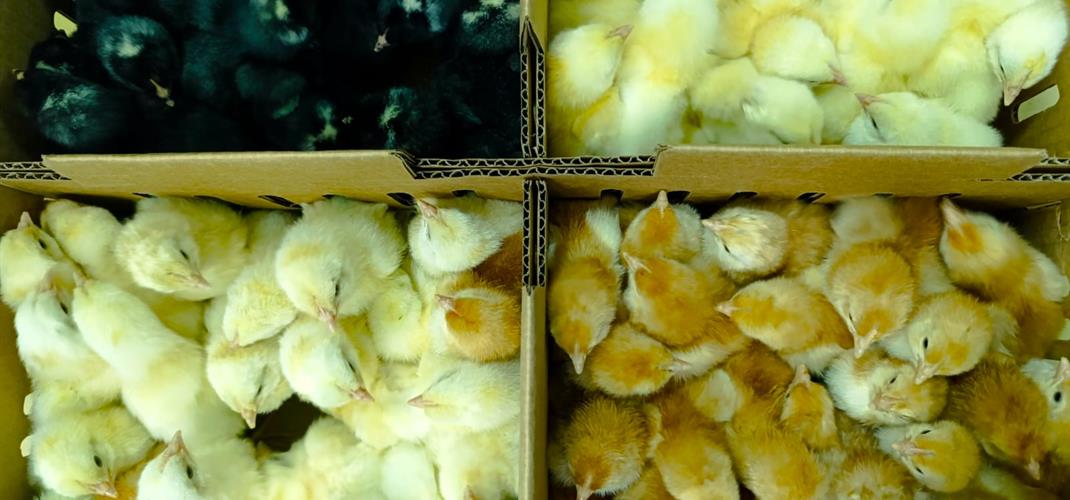 GELECEĞİMİZ GARANTİ ALTINA ALINDI.