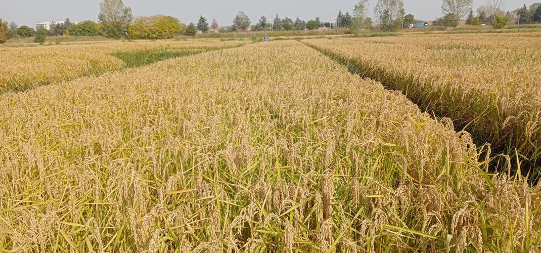 Enstitümüzde "Yeni Geliştirilen Teknolojiler ve Çeşitlerin Tanıtımının" Yapıldığı Çeltik Tarla Günü Etkinliği Düzenlendi