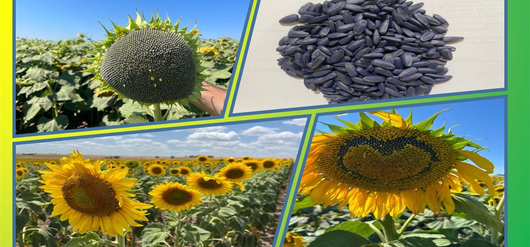 Yerli Ayçiçeği Çeşidimiz SUN 2259 CL Bulgaristan'da Tescillendi