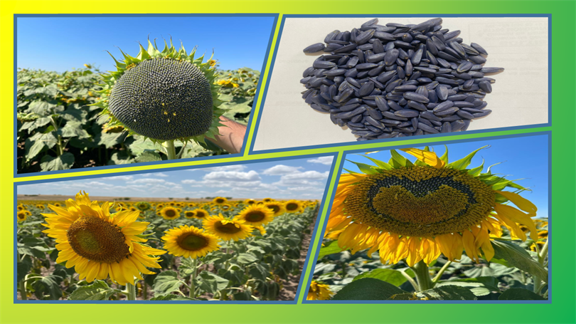 Yerli Ayçiçeği Çeşidimiz SUN 2259 CL Bulgaristan'da Tescillendi