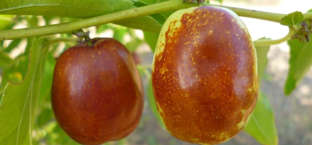 Üç Hünnap Çeşidimiz Tescillendi!