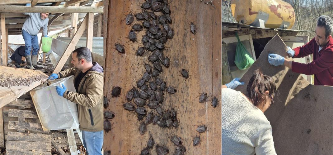  Kahverengi kokarca ile  biyolojik mücadele çalışmaları devam etmektedir